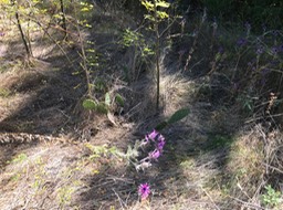 IMG_1343