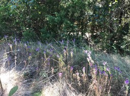 IMG_1345