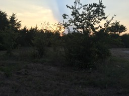 Shrubs behind Media Room Area