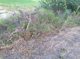 Wild Flowers on Near Property Line